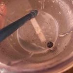 lone blueberry in cup
